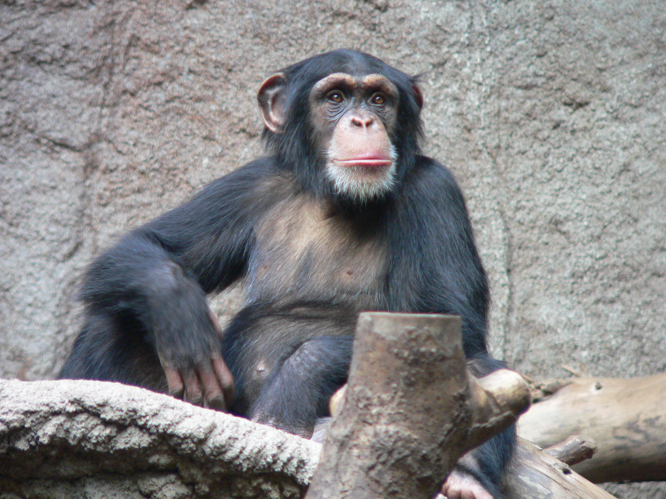 Thoughtful chimpanzee portrait