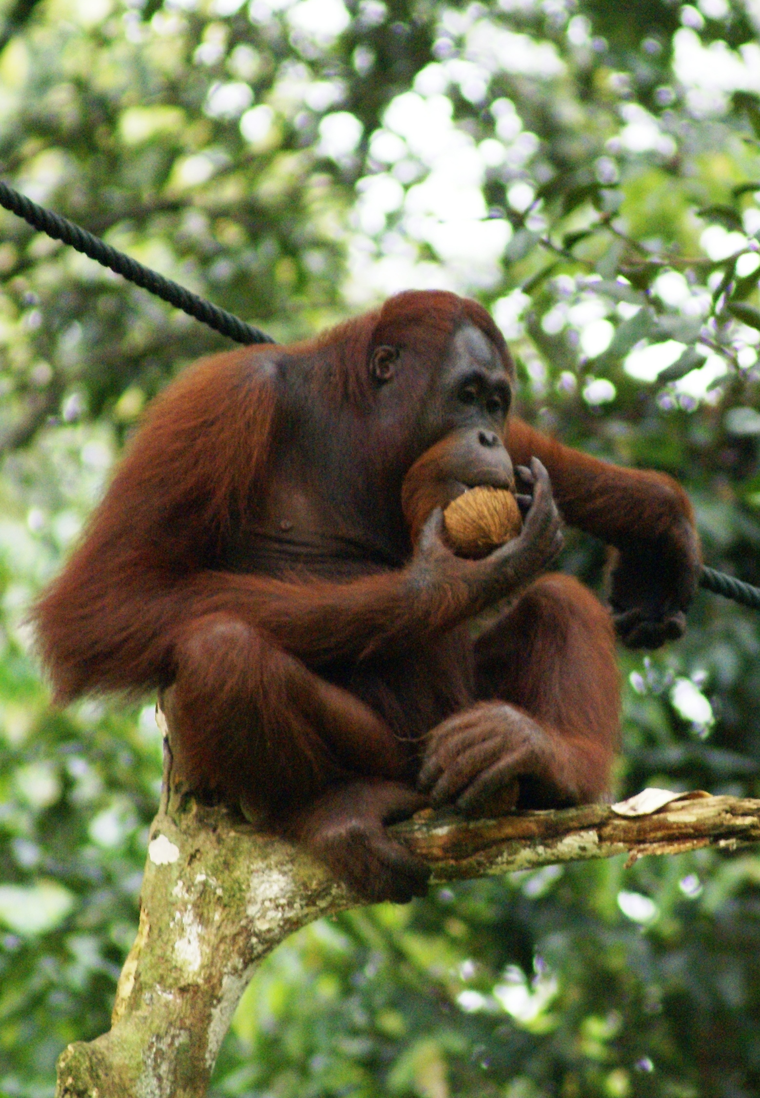 Majestic adult orangutan in rainforest