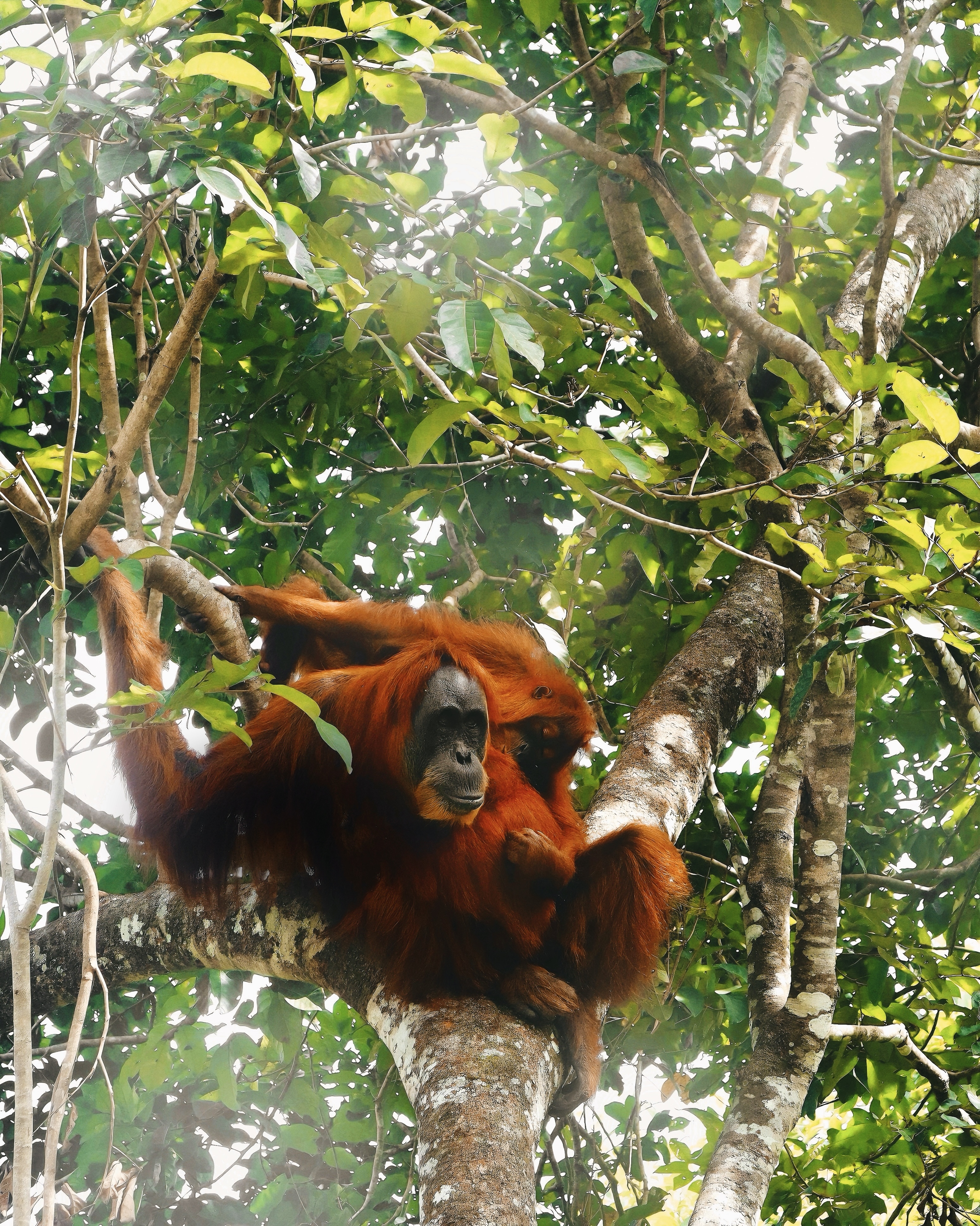 Orangutan climbing tree freely